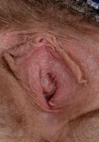 Apricot Pitts in young and hairy, Apricot Pitts (apr024) ATK Natural & Hairy: Apricot Pitts (Apricot Pitts in young and hairy)
