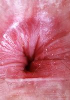 ATK Natural & Hairy: Big Eyes (Big Eyes might be a cow)