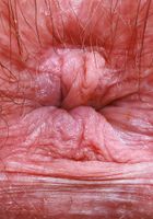 Annabelle Lee from ATK Natural & Hairy