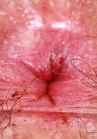 Pink crotchless panties on your gal Pearl Sage, Pearl Sage (pea013) ATK Natural & Hairy: Pearl Sage (Pink crotchless panties on your gal Pearl Sage)
