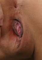Yanikcia in latinas, Yanikcia (yan005) ATK Exotics: Yanikcia (Yanikcia in latinas)